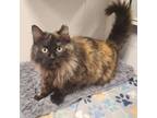 Adopt Matilda a Domestic Long Hair