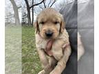 Golden Retriever PUPPY FOR SALE ADN-771580 - AKC Golden Retriever