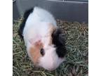 Adopt Reese a Guinea Pig