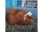 Adopt Peanut a Guinea Pig