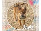 Shiba Inu PUPPY FOR SALE ADN-772139 - AKC Shiba Inu Puppies