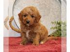 Goldendoodle (Miniature) PUPPY FOR SALE ADN-772132 - f1b Mini Goldendoodle