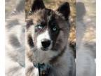 Siberian Husky PUPPY FOR SALE ADN-772072 - 5 Month Old Wooly Siberian Husky