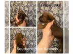 Boxer PUPPY FOR SALE ADN-772128 - Akc classic Fawn female