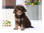 Bernedoodle PUPPY FOR SALE ADN-772120 - Mini Bernedoodle