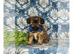 Shorkie Tzu PUPPY FOR SALE ADN-772116 - Too Cute Shorkie Puppy