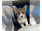 Pembroke Welsh Corgi PUPPY FOR SALE ADN-772105 - Penny