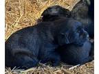 Labrador Retriever PUPPY FOR SALE ADN-772102 - AKC Puppies