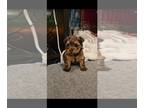 Yorkshire Terrier PUPPY FOR SALE ADN-772089 - Tinker