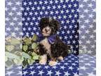 Bernedoodle (Miniature) PUPPY FOR SALE ADN-772087 - Hypoallergenic F1b Mini