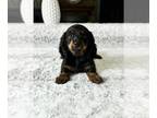 Dachshund PUPPY FOR SALE ADN-772068 - Dachshund Puppy