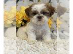 Shih Tzu PUPPY FOR SALE ADN-772064 - Boy Shih Tzu puppy