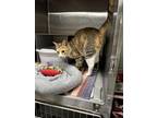 Adopt Hannah a Domestic Short Hair