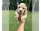 Cocker Spaniel PUPPY FOR SALE ADN-772059 - Due with Cocker Spaniels