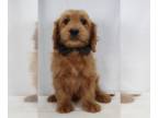 Goldendoodle (Miniature) PUPPY FOR SALE ADN-772044 - F1 Mini Male Goldendoodle