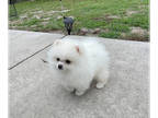 Pomeranian PUPPY FOR SALE ADN-772038 - Rare Teacup AKC Teddy Bears