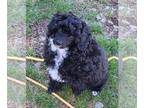 Poodle (Toy) PUPPY FOR SALE ADN-772034 - Toy Poodle Puppies for Sale