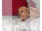Dachshund PUPPY FOR SALE ADN-772033 - Miniature dachshund puppies