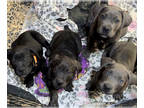 Cane Corso PUPPY FOR SALE ADN-772031 - AKC Cane Corso Puppies