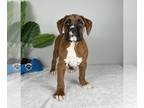 Boxer PUPPY FOR SALE ADN-772019 - AKC BOXER PUPPIES