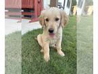 Golden Retriever PUPPY FOR SALE ADN-772018 - Golden Retriever Puppies 4 Females