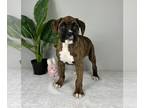 Boxer PUPPY FOR SALE ADN-772017 - AKC BOXER PUPPIES