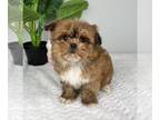 Mal-Shi PUPPY FOR SALE ADN-772005 - MALSHI PUPPIES