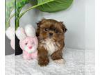 Mal-Shi PUPPY FOR SALE ADN-772004 - MALSHI PUPPIES