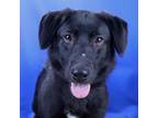 Adopt Starr- 032604S a German Shepherd Dog