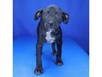 Adopt Huntress- 030806S a Pit Bull Terrier