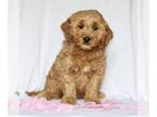 Goldendoodle (Miniature) PUPPY FOR SALE ADN-771987 - f1bb Mini Goldendoodle