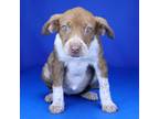 Adopt I.V (Ivy)- 030811S a Pit Bull Terrier