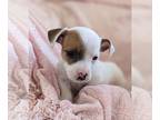 Jack Russell Terrier PUPPY FOR SALE ADN-771985 - Jack Russell Terrier For Sale