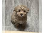 Poo-Ton PUPPY FOR SALE ADN-771976 - Coton de tulear Poodle mix