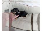 Chihuahua PUPPY FOR SALE ADN-771975 - small chihuahua puppies