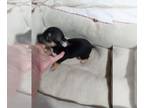 Chihuahua PUPPY FOR SALE ADN-771975 - tea cup chihuahua puppy