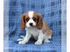 Cavalier King Charles Spaniel PUPPY FOR SALE ADN-771971 - Cavalier King Charles