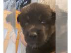 Pomsky PUPPY FOR SALE ADN-771968 - Pomsky F2