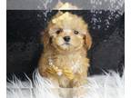 Poodle (Toy) PUPPY FOR SALE ADN-771965 - Bitty