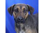 Adopt Horizon- 032705S a Coonhound