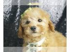 Poodle (Toy) PUPPY FOR SALE ADN-771963 - Conner