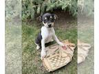 Rat Terrier PUPPY FOR SALE ADN-771954 - Reese