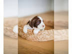 English Springer Spaniel PUPPY FOR SALE ADN-771952 - AKC English Springer