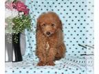 Maltipoo PUPPY FOR SALE ADN-771949 - F1 Maltipoo