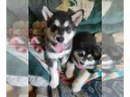 Alaskan Malamute PUPPY FOR SALE ADN-771946 - AKC Registered Alaskan Malamutes