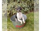 Rat Terrier PUPPY FOR SALE ADN-771942 - Remington