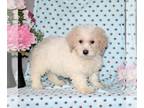 Bichpoo PUPPY FOR SALE ADN-771941 - F1 Bichpoo