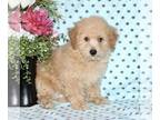 Bichpoo PUPPY FOR SALE ADN-771938 - F1 Bichpoo