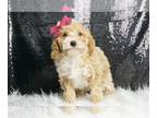 Poodle (Toy) PUPPY FOR SALE ADN-771935 - Glassy Girl AKC