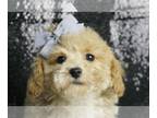 Poodle (Toy) PUPPY FOR SALE ADN-771934 - Sky AKC